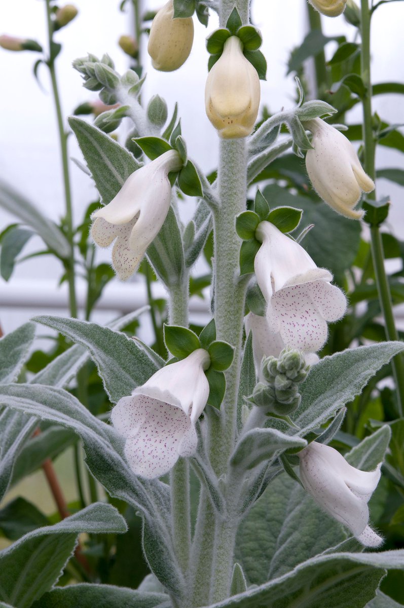 HawkesmillNurs's tweet photo. #FridayFeeling Foxy!  The #GeorgeClooney of the #digitalises ..our 'Silver Fox' is a #foxglove with star quality &amp; now available in 3 litre pots too!  Ooooh it's too much ....take our #plant pulse Dr Doug Ross for a silver #foliage &amp; white #bloom overload!
https://t.co/NWhhJ1mTiK https://t.co/AIqAye4P8S
