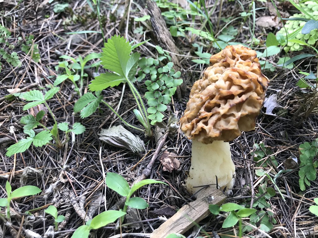 Most Expensive Mushroom