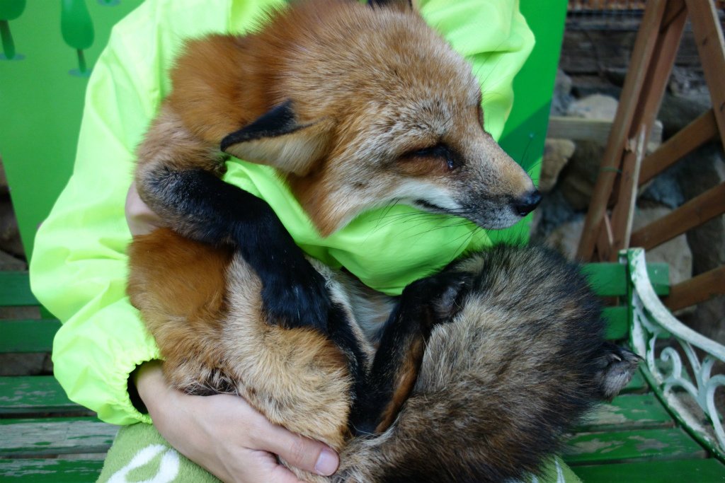 キツネ画像bot (@fox_mods) on Twitter photo 