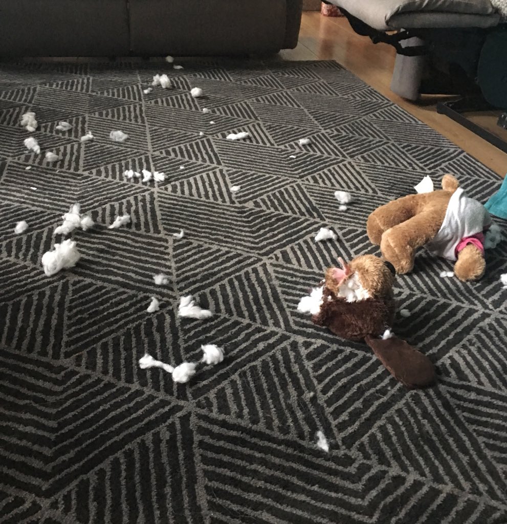 WalkWthThePack's tweet photo. There’s been a murder! https://t.co/ZRqNgG4yiO
