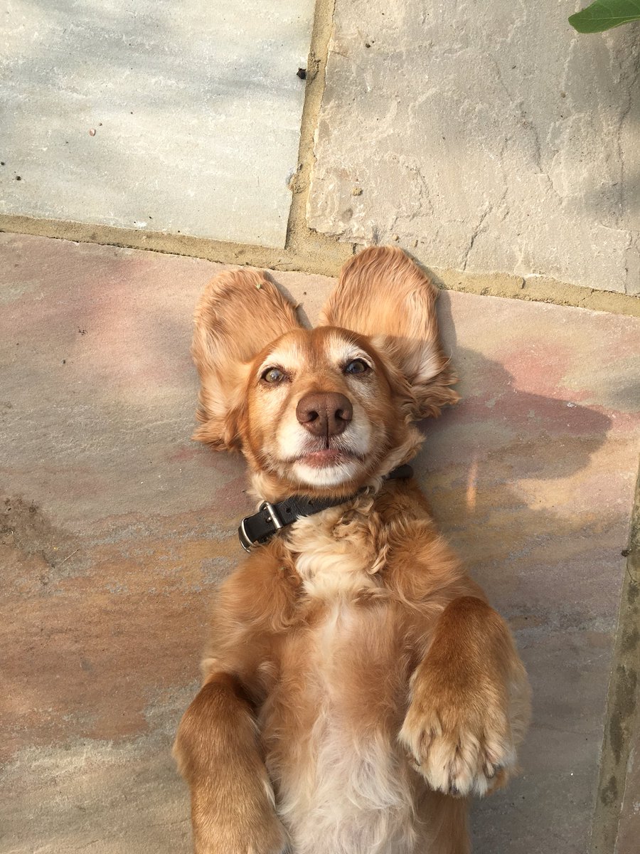 Tailofthegrange's tweet photo. Can you guess which character this little beauty inspired in Tails of The Grange? #tailsofthegrange #spaniel #amazon #childrensbook #dogs https://t.co/b2zq5cQiJM