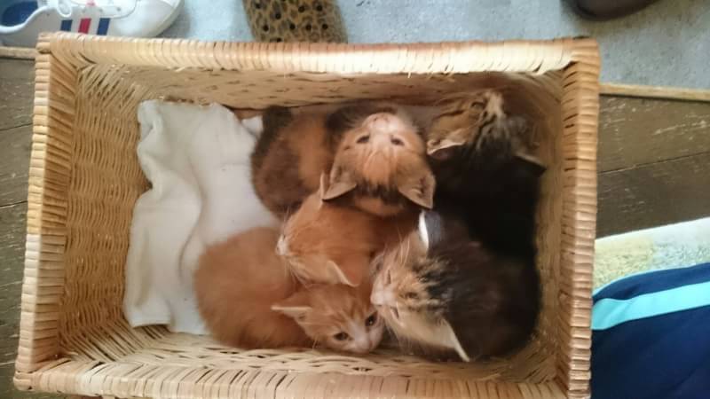 仔猫様の飼い主募集！
オス２匹、メス５匹
釧路もしくは厚岸町へ来られる方
いましたら、お願いします