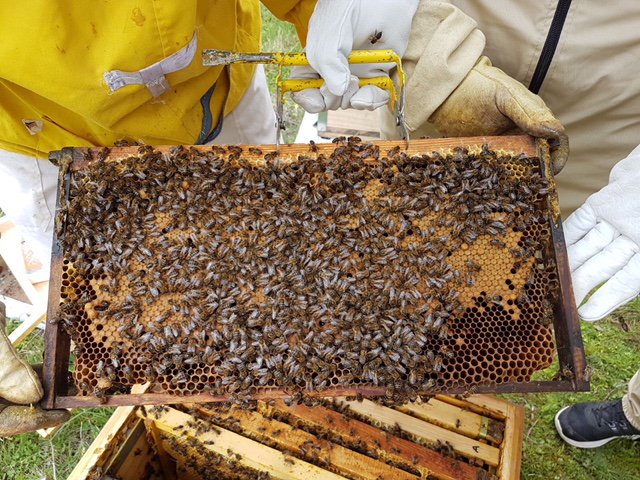 El 2 de junio, vuelve la actividad "Apicultor por un día" de <a href="/sierranortemad/">Sierra Norte de Madrid</a>, en la que puedes adentrarte en el increíble mundo de la abejas con <a href="/eljabardosat/">El Jabardo SAT</a> en Robledillo de la Jara l4u.es/ApicultorRoble…