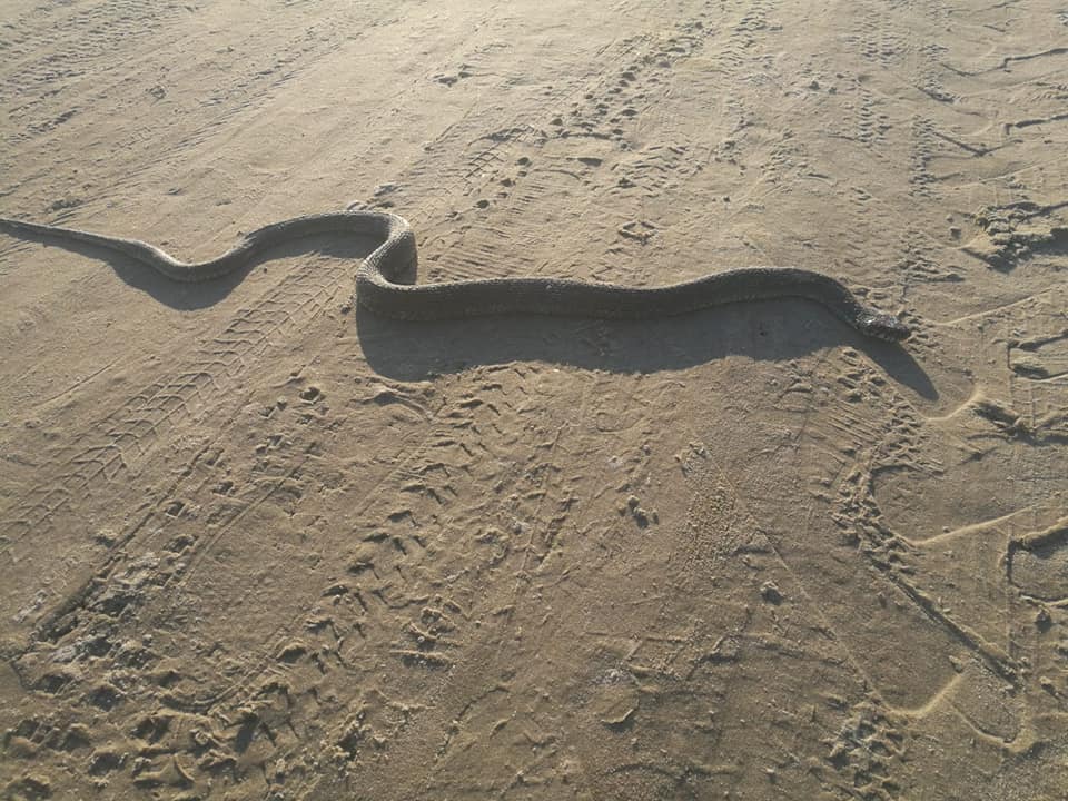 Šorīt Kauguru pludmalē cilvēki piefiksējuši. Nevaru saskatīt odzei raksturīgo krāsojumu, kas tā ir par čūsku? Varbūt <a href="/SkujaVilnis/">Vilnis Skuja</a> var līdzēt?