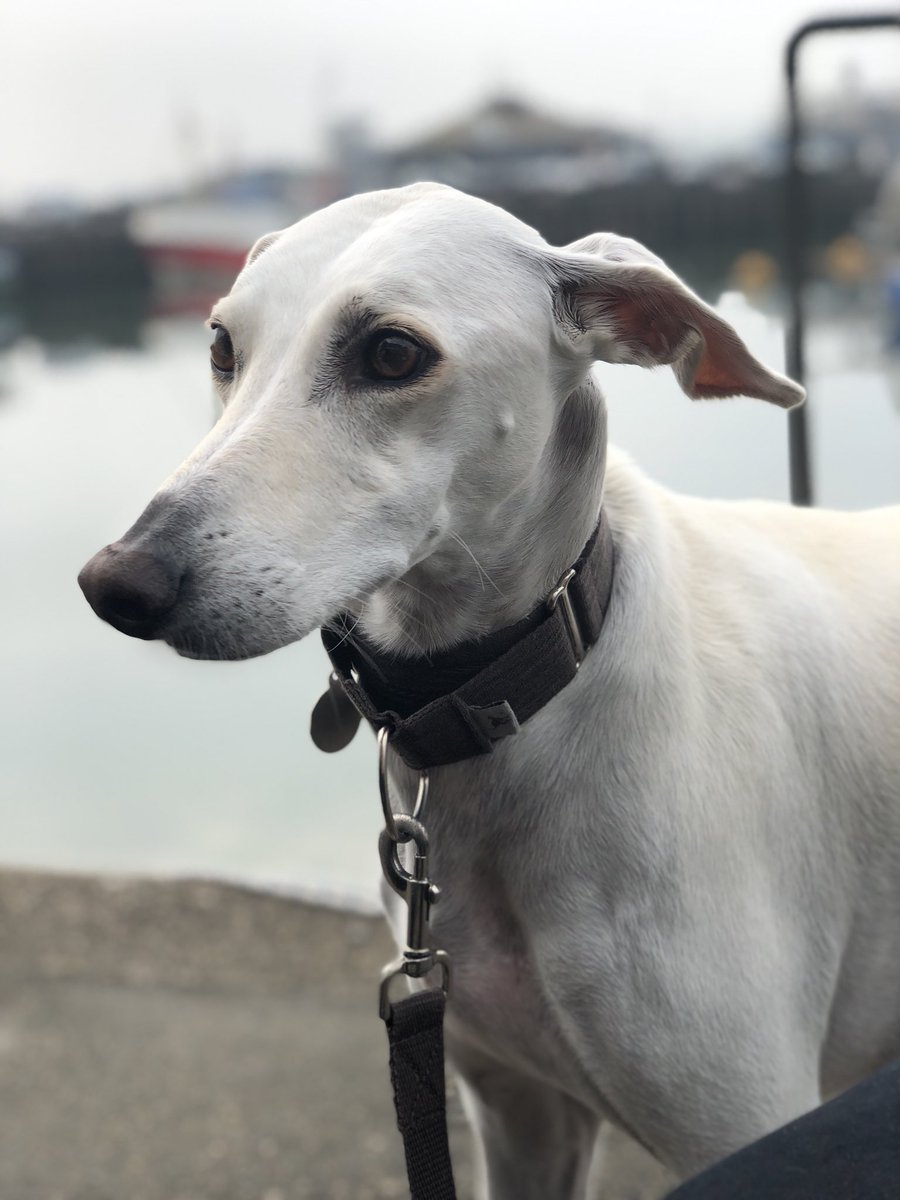 HamiltonChivers's tweet image. Enjoying my morning cheese croissant 🥐 😝