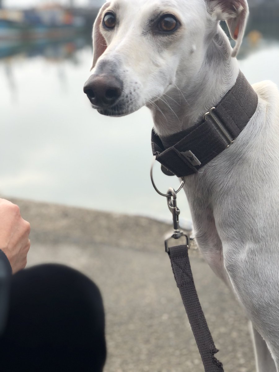 HamiltonChivers's tweet image. Enjoying my morning cheese croissant 🥐 😝