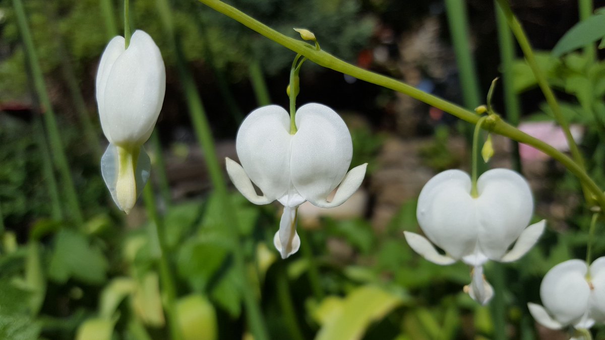 LisasNotebook's tweet image. Some perfect blooms on my white #dicentraspectabilis, aka #BleedingHearts because of their drooping heart-shaped flowers. Normally seen in pink, my white ones really light up a shady corner. A fabulous #perennial - every #garden needs some! 💚 #floweroftheday via @gardentags