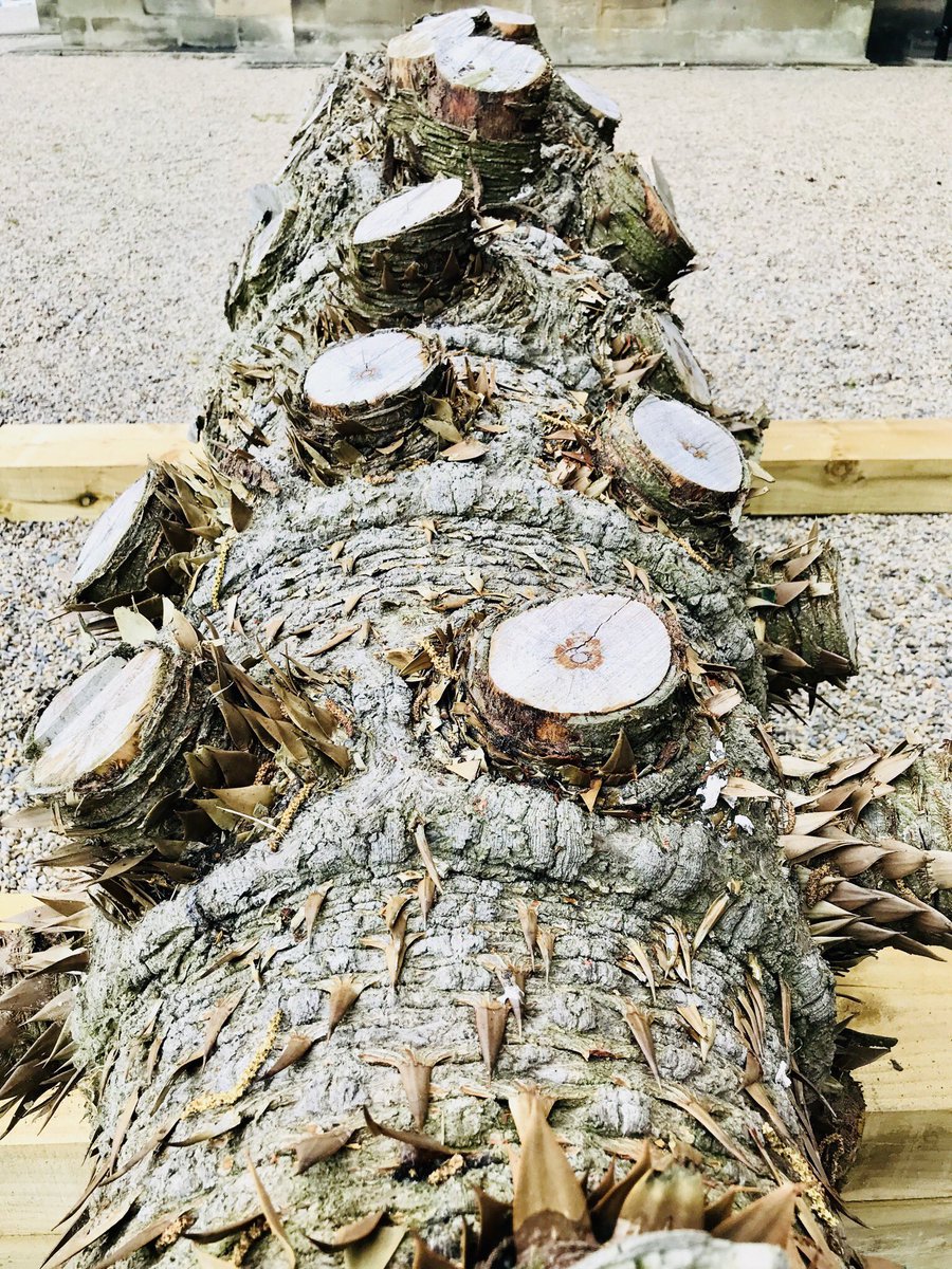 TheBowesMuseum's tweet photo. #BreakingNews we launched a @kickstarter campaign to transform #JohnBowes’s beloved #MonkeyPuzzle tree Read more & #SupportUs here https://t.co/N5s7N5eRvR #Heritage #Legacy #MP125 https://t.co/OvNylSojoY