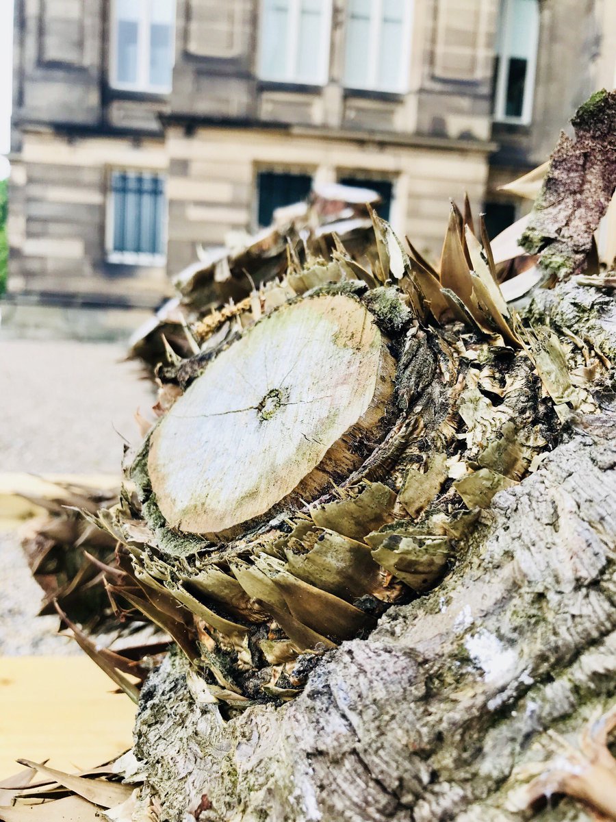 TheBowesMuseum's tweet photo. #BreakingNews we launched a @kickstarter campaign to transform #JohnBowes’s beloved #MonkeyPuzzle tree Read more & #SupportUs here https://t.co/N5s7N5eRvR #Heritage #Legacy #MP125 https://t.co/OvNylSojoY