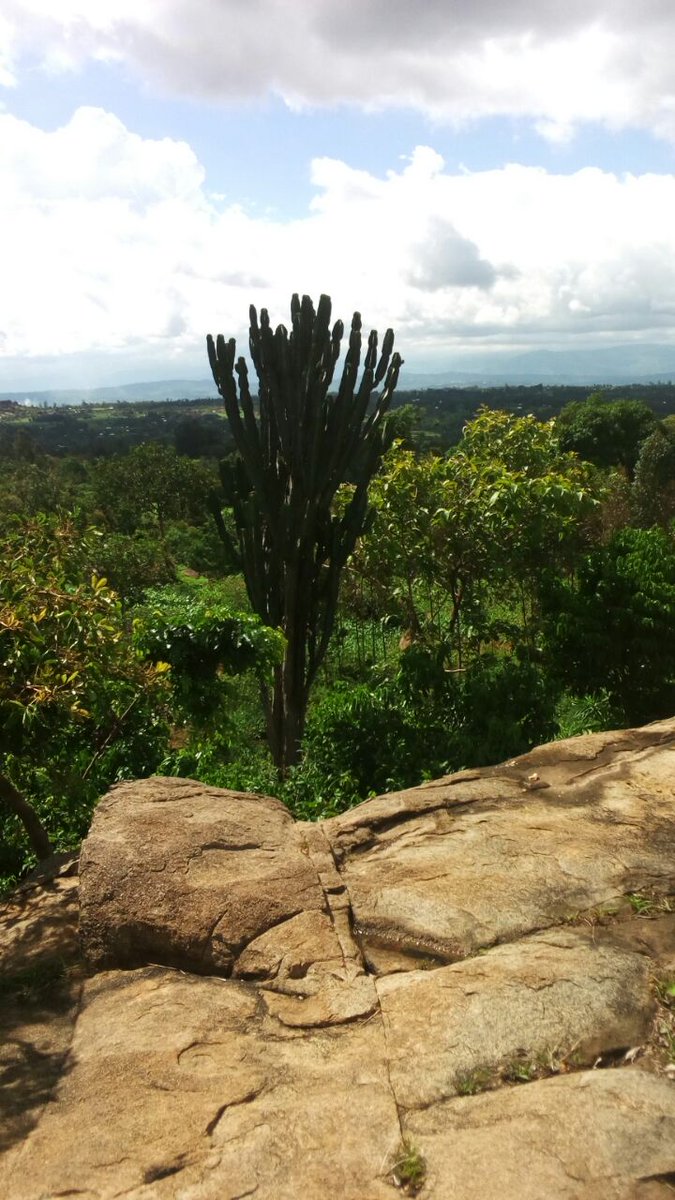 WanyonyiTim's tweet photo. The last cactus standing on my land in Kapchai. When it finally falls, it will the end of an era. https://t.co/YETNSf9auc