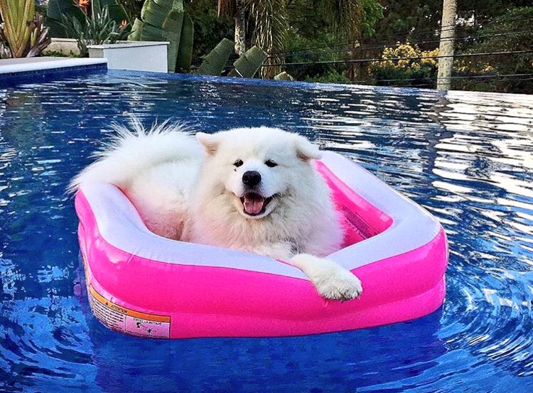 DANtheSamoyed's tweet photo. Chillin' in the pool 💦
#WANNAONE #KANGDANIEL
#워너원 #강다니엘
#DantheSamoyed https://t.co/fQRfDYkFYD