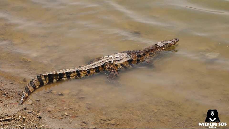 AnujaJaiswalTOI's tweet photo. #Mugger #Crocodile rescued from #Pinhat, relocated to #Chambal river by #Wildlife SOS @soswildlife @NWF @TOIWestUP https://t.co/G95oJ9FNUO