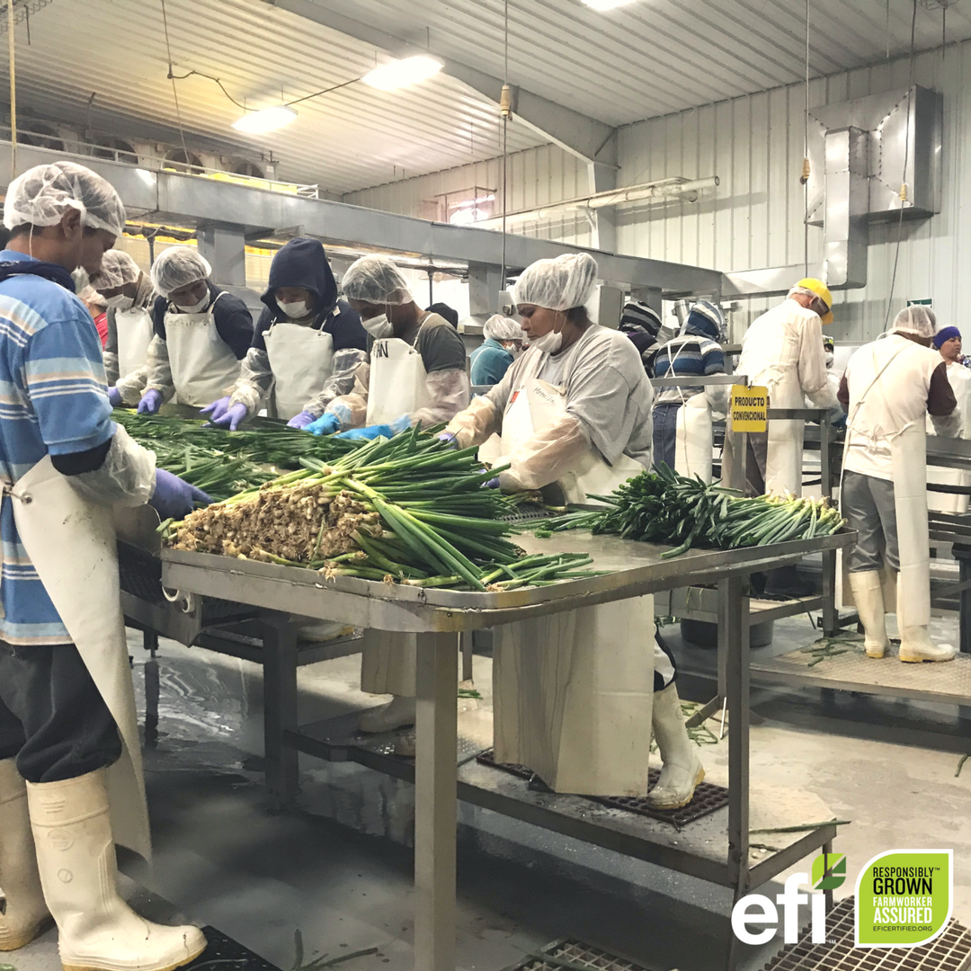 EquitableFood's tweet photo. EFI is proud to support a profound cultural shift on farms!
We visited a JV Smith ranch in Baja, where the workforce has a family park, basketball court, community events and onsite education with INEA. #EquitableFood #FarmworkerAssurance #Farmworkers #GrowtheGood @JVSmithCo https://t.co/PhLNezLsso
