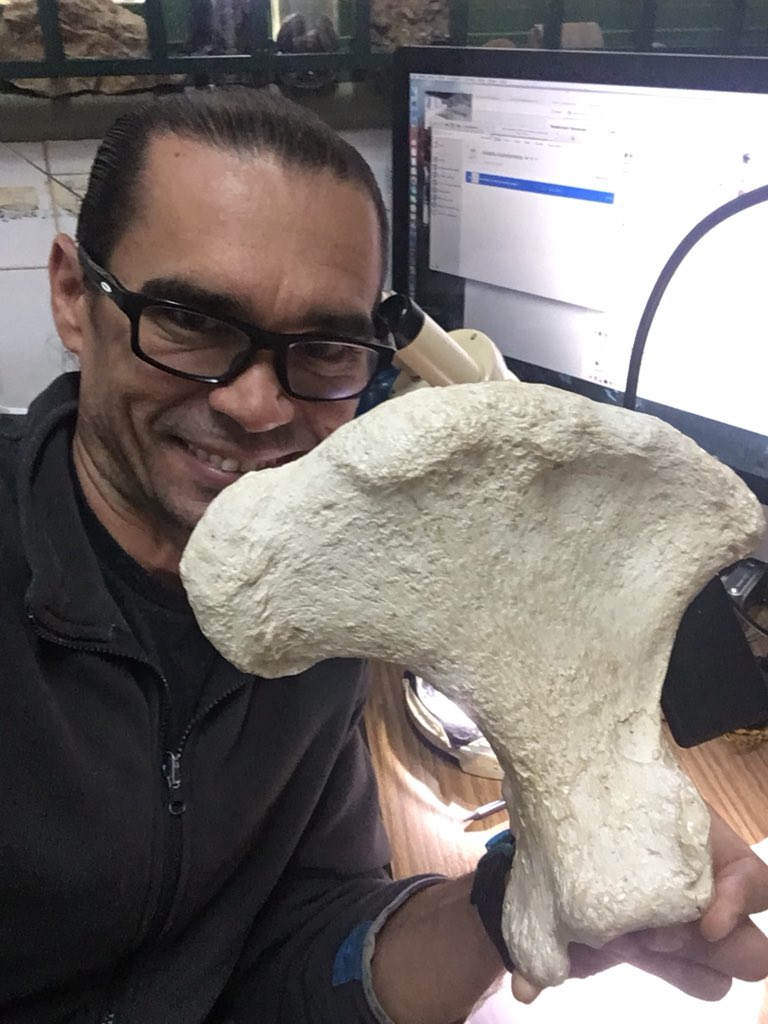 ascaniodr's tweet photo. #FossilFriday Studying Fossil Ground Sloth, Chapter 2, Megalonychid Calcaneum. Amazing South American Native Mammals https://t.co/HyDC5ykFaH