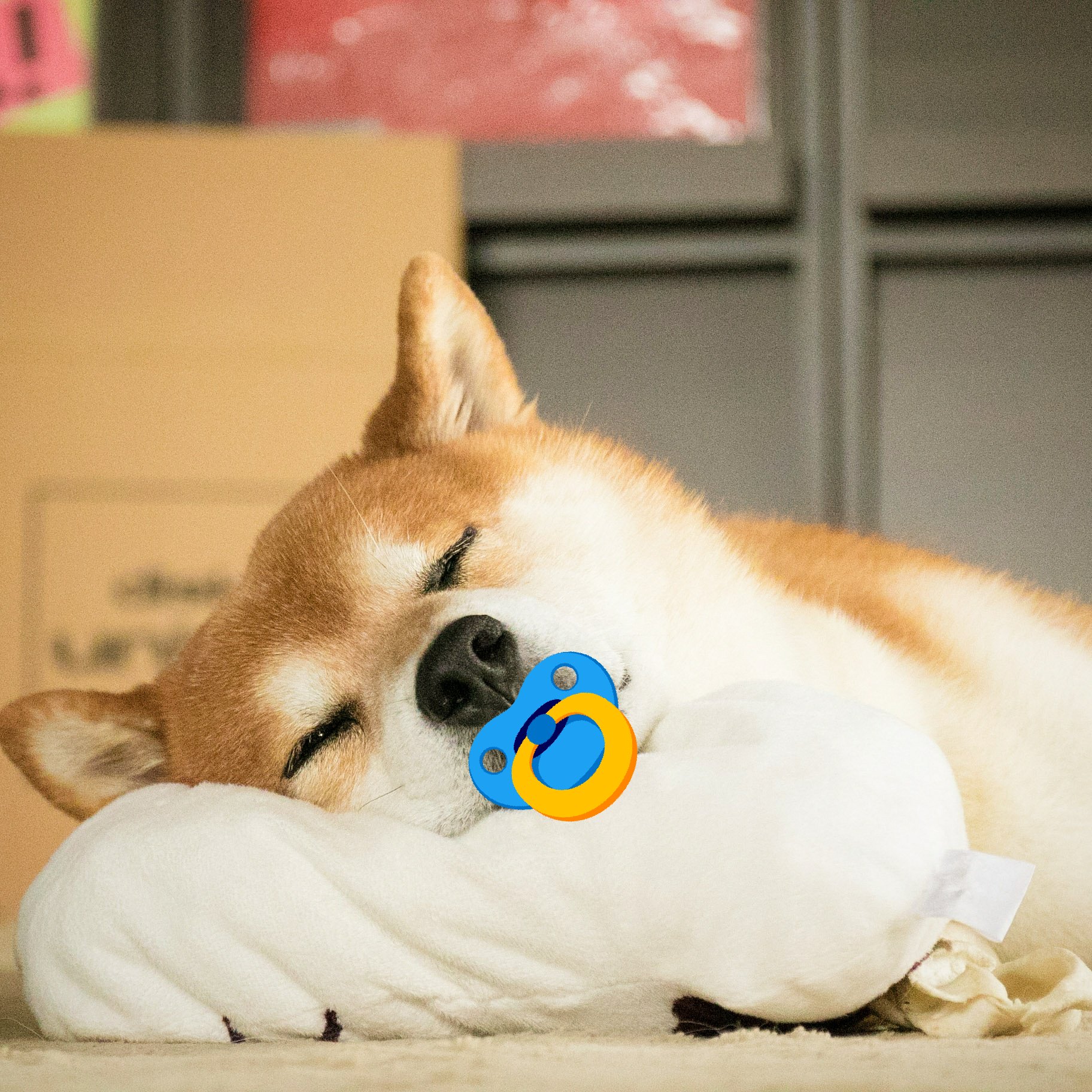 Twitter 上的 Issy Rider 愛犬達が可愛すぎて辛い 何このタグ何このタグけしからん 犬におしゃぶりをつけさせるとバブみがつよい T Co Wk1pc4yvnb Twitter