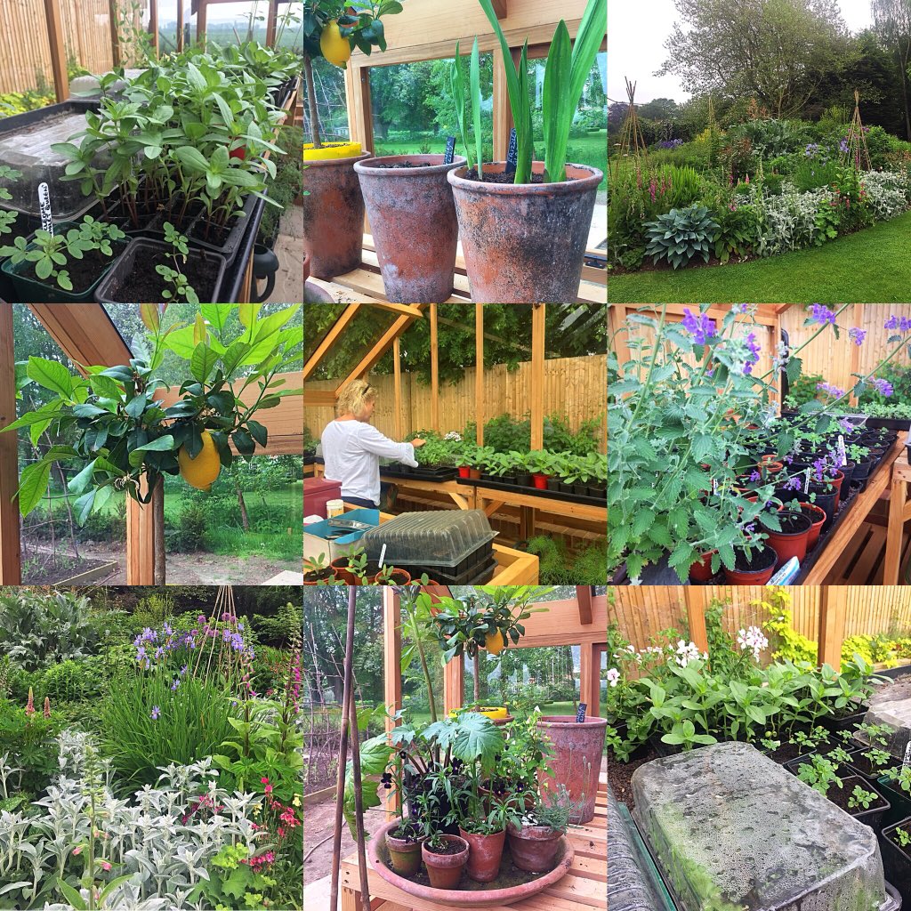 Alex_Hollywood1's tweet photo. Just popped in to see my hugely talented friend @littlebourne1, I came away with butternut squash plants & a bootload of inspiration! #girlgardener #gardening #vegetables #flowers #cuttings #seedlings #growyourown #easyifyouknowhow #greenfingers https://t.co/397mW1qfCz