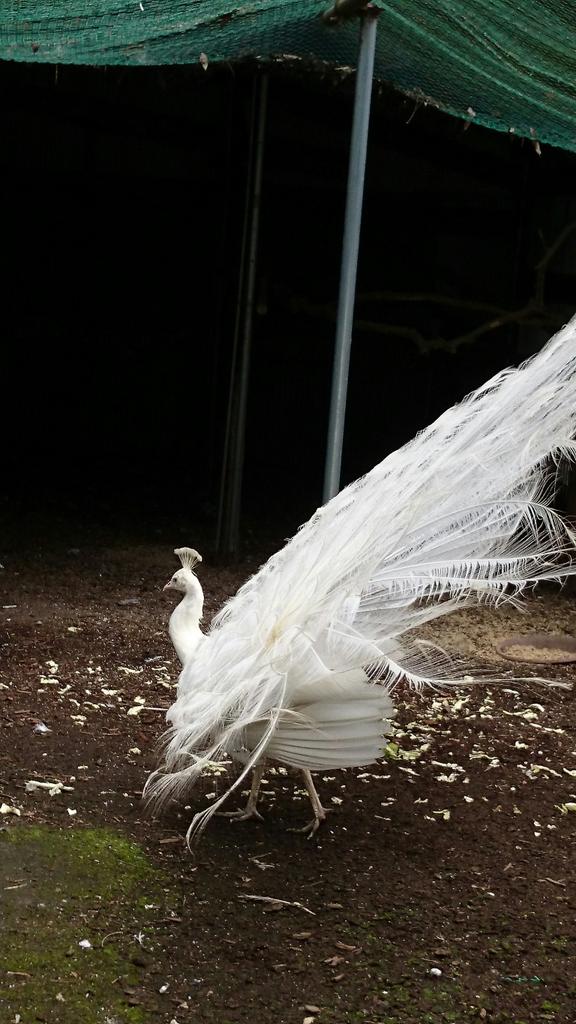 ゆちご ２種類の孔雀がいて 白い孔雀は初めて見ました どっちも違う種類の鳥の雌に求愛してましたw 孔雀の雌が可哀想だった W 求愛されてる違う種類の鳥の雌は逃げてた ダチョウ王国 孔雀 T Co Xtvfdwmgc8 Twitter