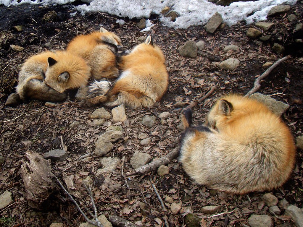 キツネ画像bot (@fox_mods) on Twitter photo 