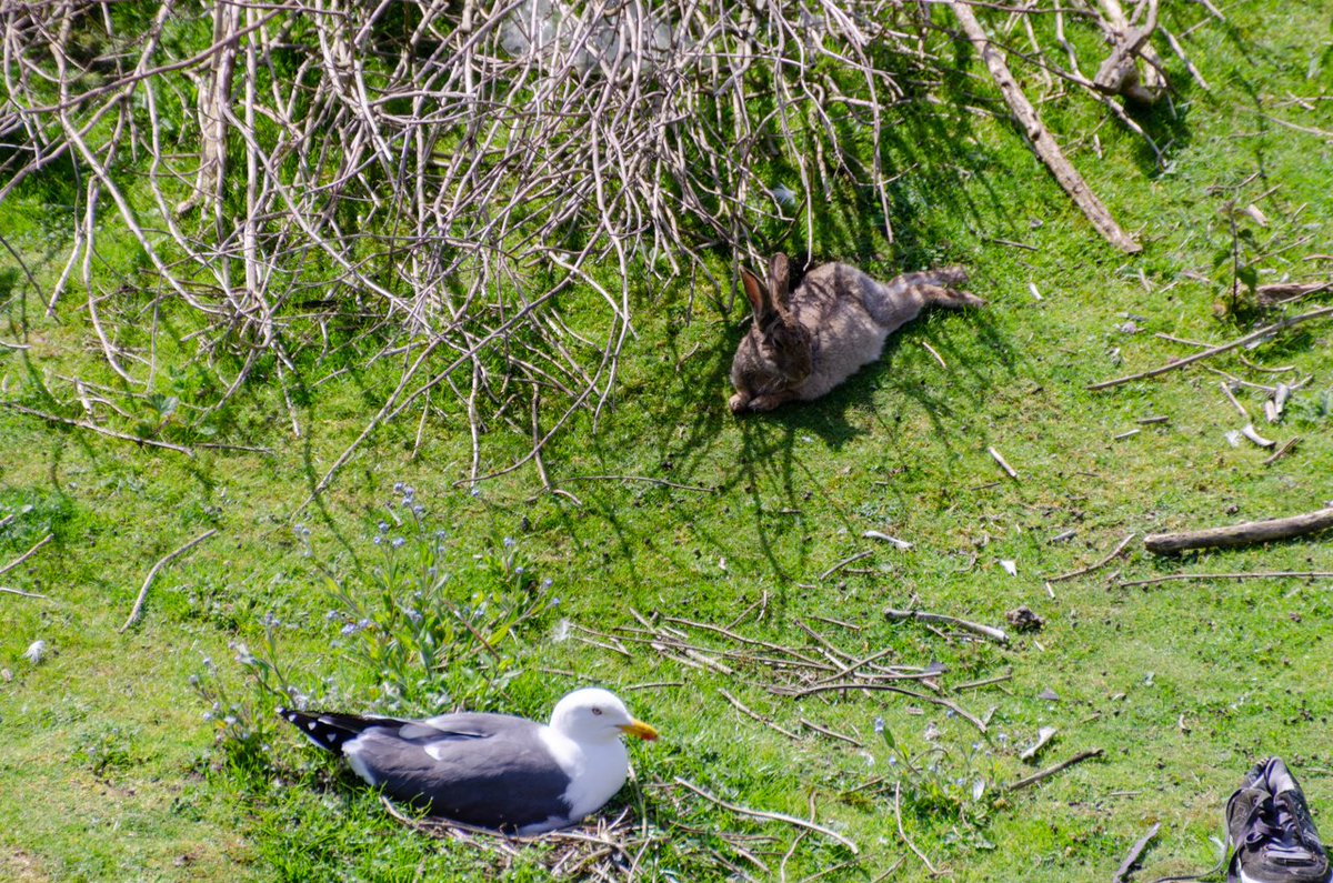 Dragoner V Twitter 映画 ピーターラビット 見て思い出したんですが 映画の舞台となった湖水地方に近いバロー イン ファーネスに行った時 原子力潜水艦工場の前の空き地にウサギがたくさんいるんだよ カモメと一緒にゴロゴロしてる