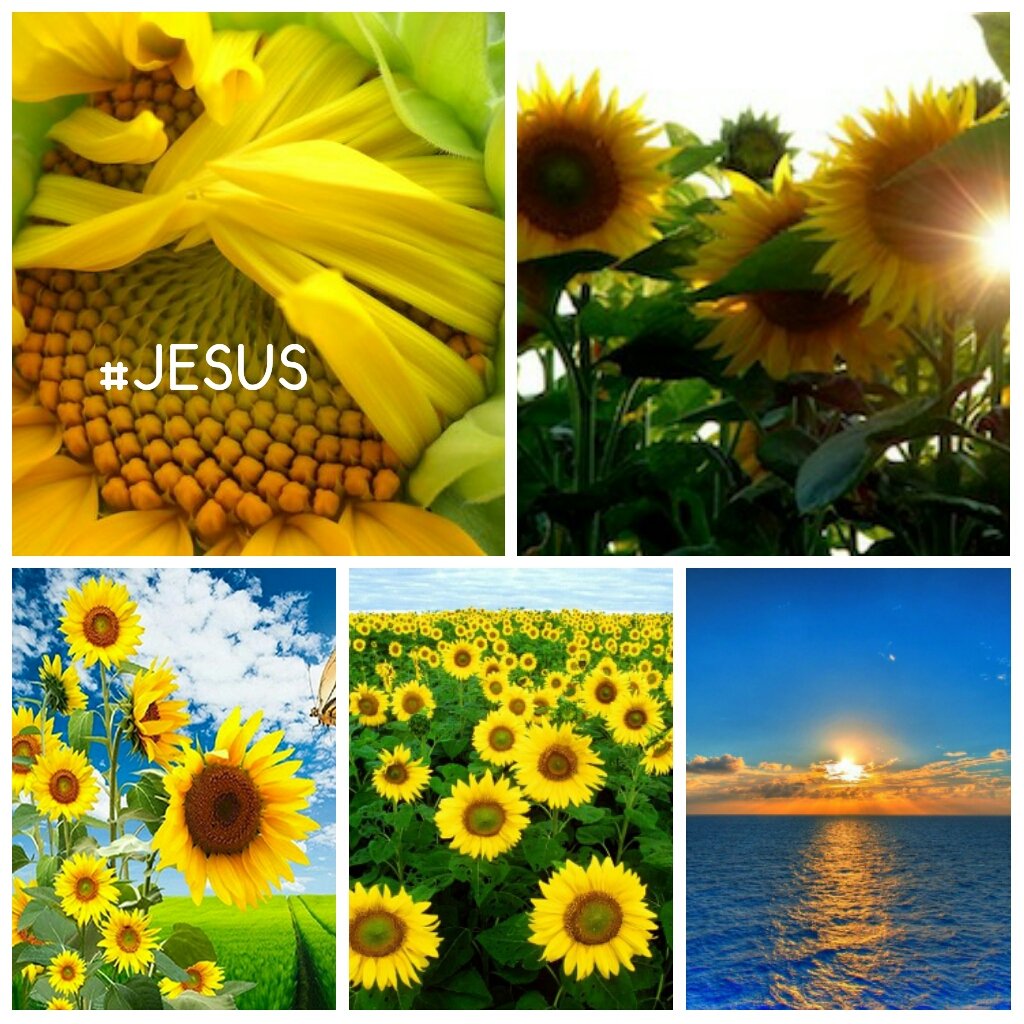 Rozane_Costa's tweet photo. @RosaMar14112784 @Jssica55272746 " EIS QUE RENOVO TODAS AS COISAS "(AP 21:5 )" LINDO DIA DE SOL EM PORTO SEGURO "#JESUSLOVEFOREVER 🌻💞🌻💞🕊💞🕊💞🕊💞🌅#POLPAS*@RosaMar14112784 @Rozane_Costa https://t.co/LDm1PlQcJo
