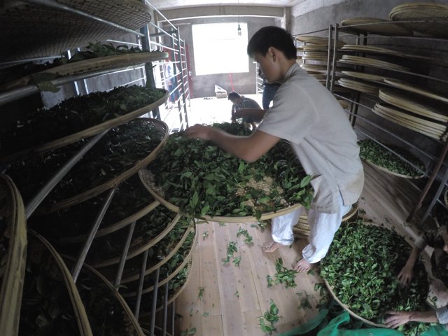 JalamTeas tweet media