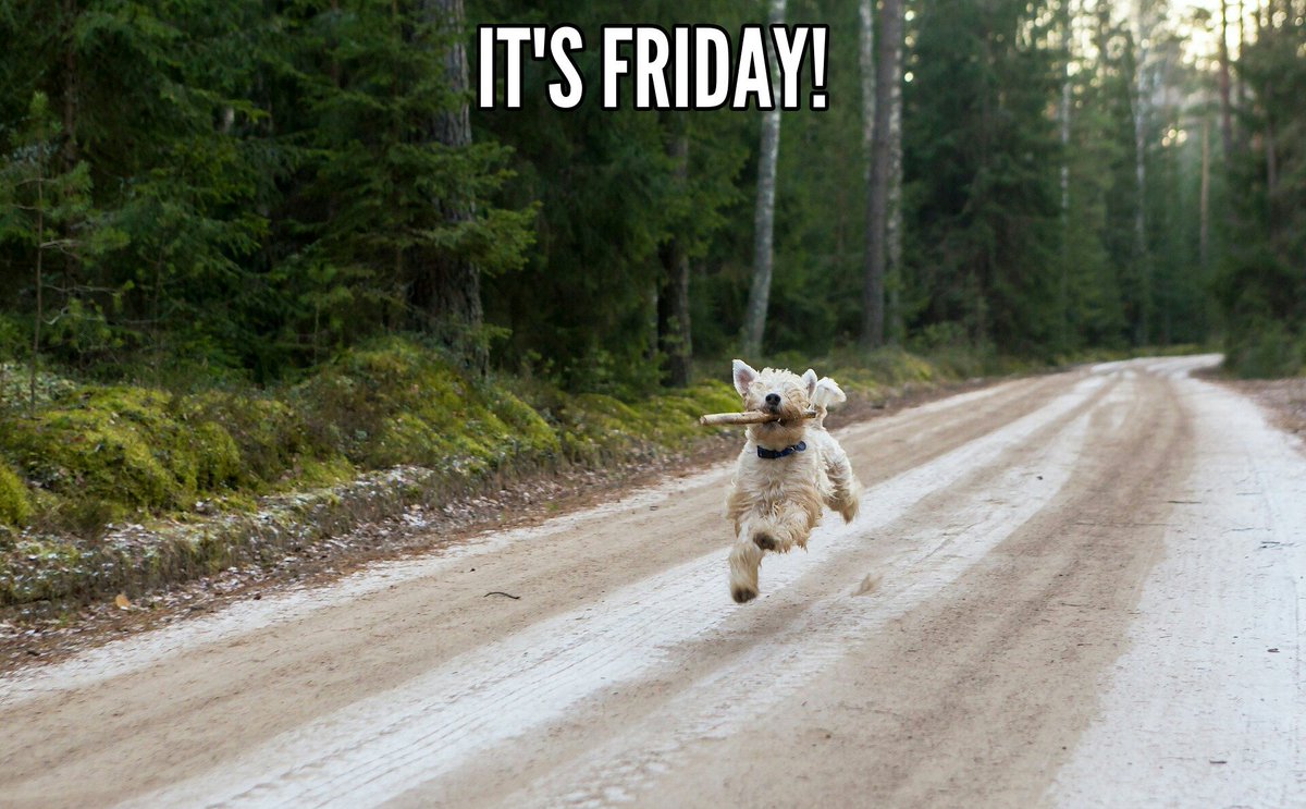 UKUSCAdoggie's tweet image. Friday at last!
#TGIF #timeforsomefun #dogsandsticks