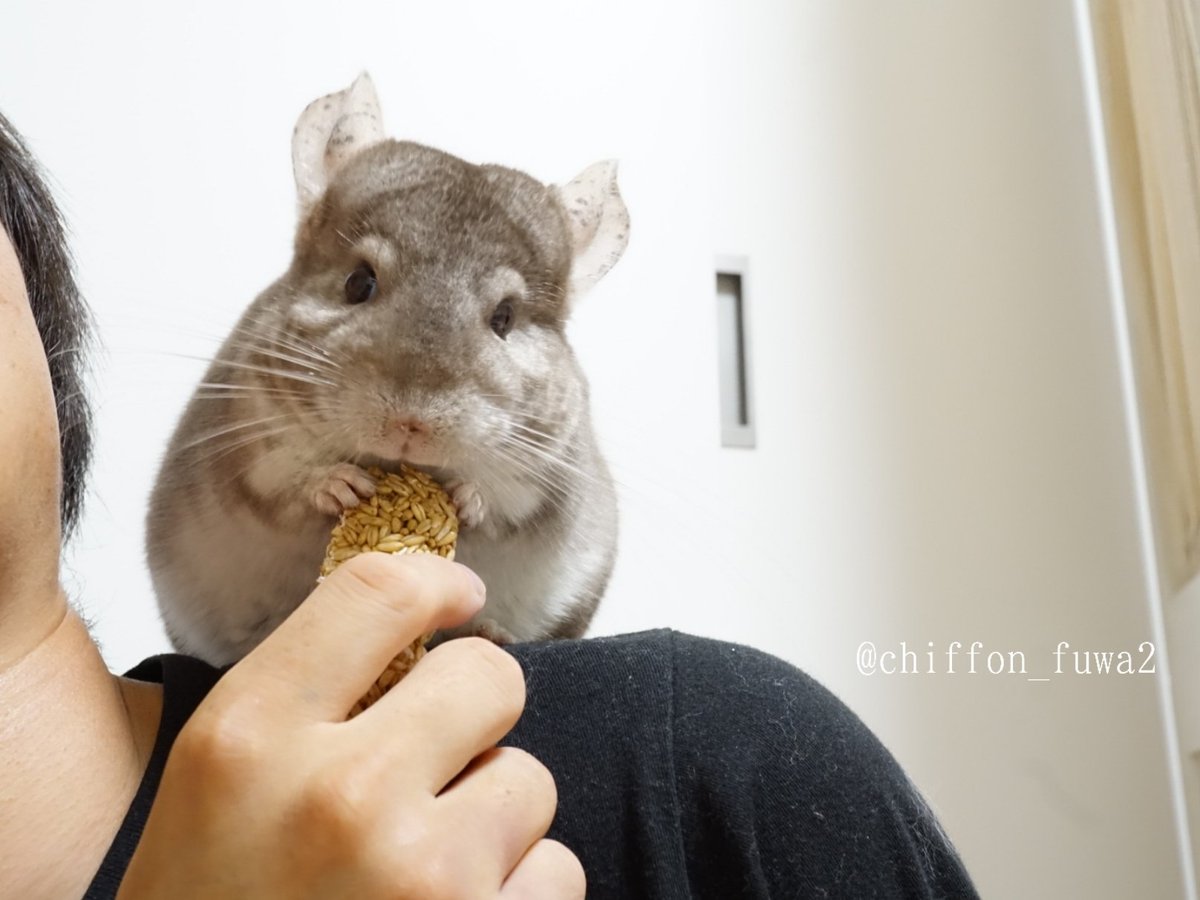 チンチラしーちゃん シフォン うまく肩乗りできたからごほうびもらったよ チンチラ Chinchilla