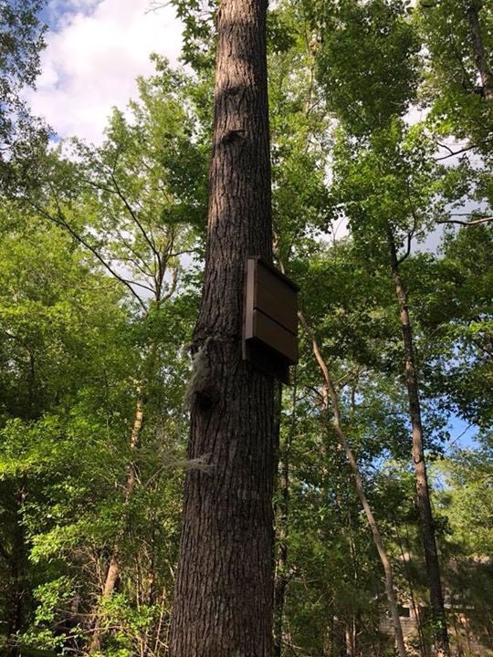 BatConservancy's tweet photo. (1/2)When everyone works together, beautiful things happen! Bickmeyer Tree Service, West End Anumal Hospital, and Lubee came together to triage and rehome an entire nursery colony of forty-two female #eveningbats, most of them with pups attached, and the rest about to give birth. https://t.co/Y1PhZrV5tN