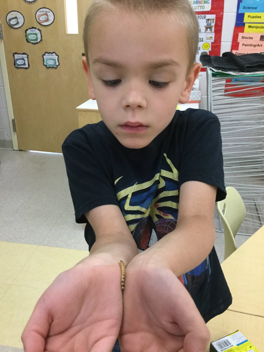 EKirkSTEM's tweet image. “My mealworm has 6 legs.” “My mealworm molted!” “My mealworm is growing.” Observing life cycles like real scientists in Mrs. Garner’s K class. @FRESWarriors #pcpsFRES @julezvt20 #lifecycles #science