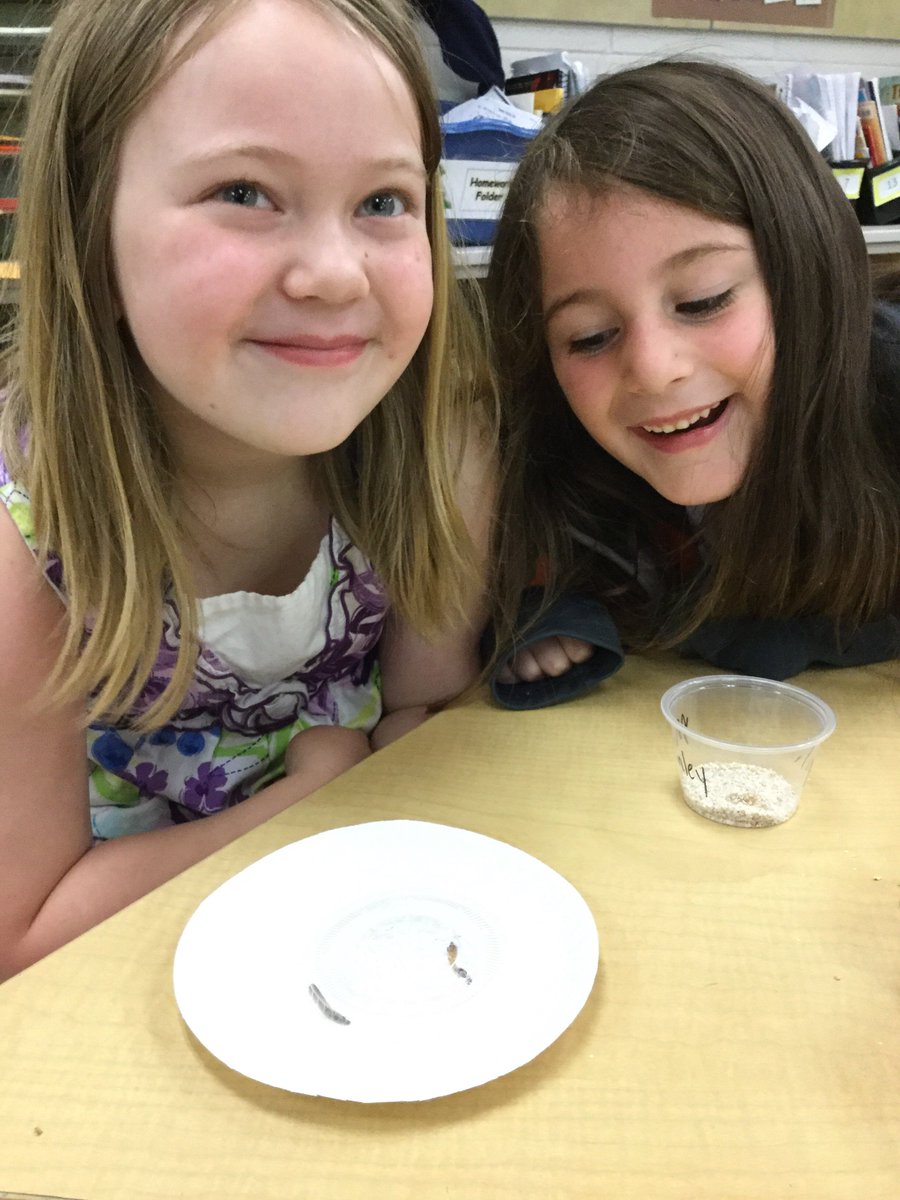 EKirkSTEM's tweet image. “My mealworm has 6 legs.” “My mealworm molted!” “My mealworm is growing.” Observing life cycles like real scientists in Mrs. Garner’s K class. @FRESWarriors #pcpsFRES @julezvt20 #lifecycles #science