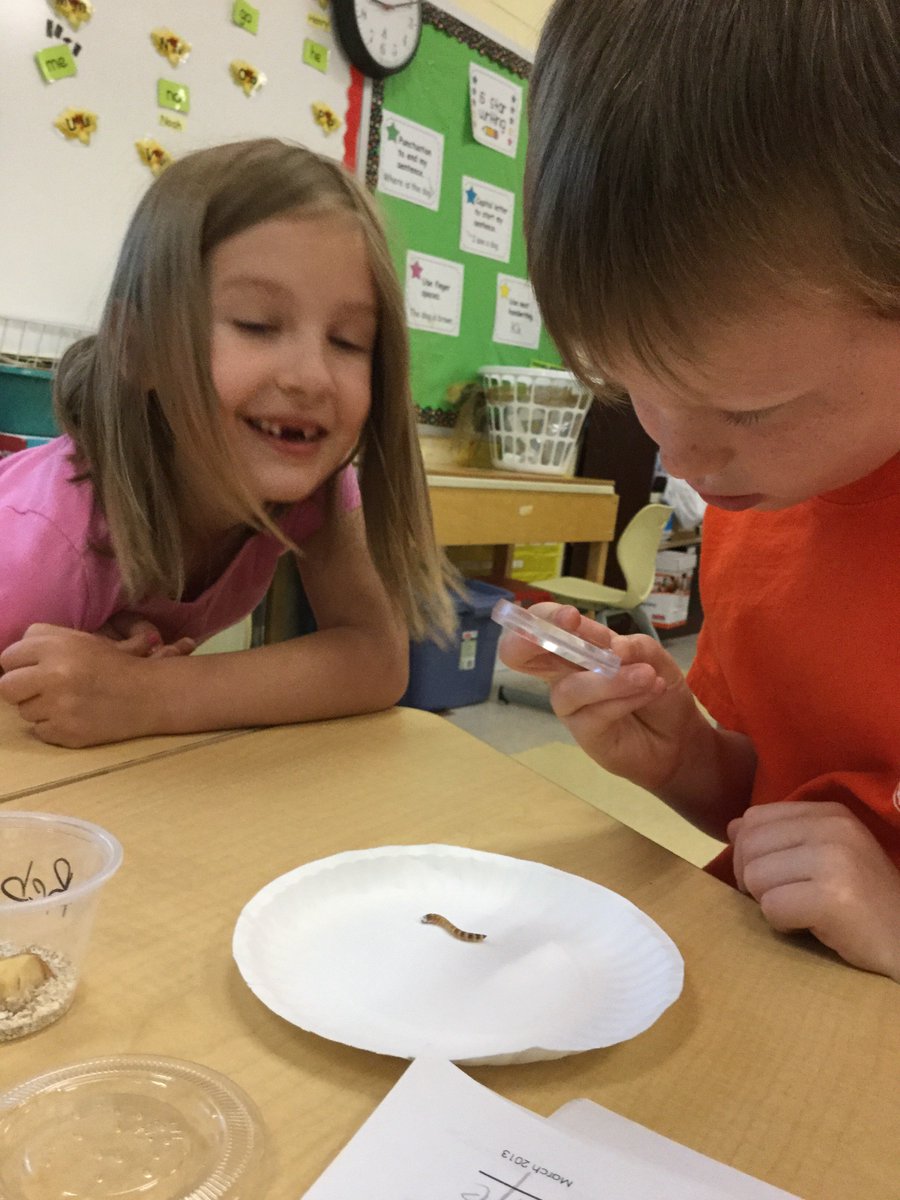 EKirkSTEM's tweet image. “My mealworm has 6 legs.” “My mealworm molted!” “My mealworm is growing.” Observing life cycles like real scientists in Mrs. Garner’s K class. @FRESWarriors #pcpsFRES @julezvt20 #lifecycles #science