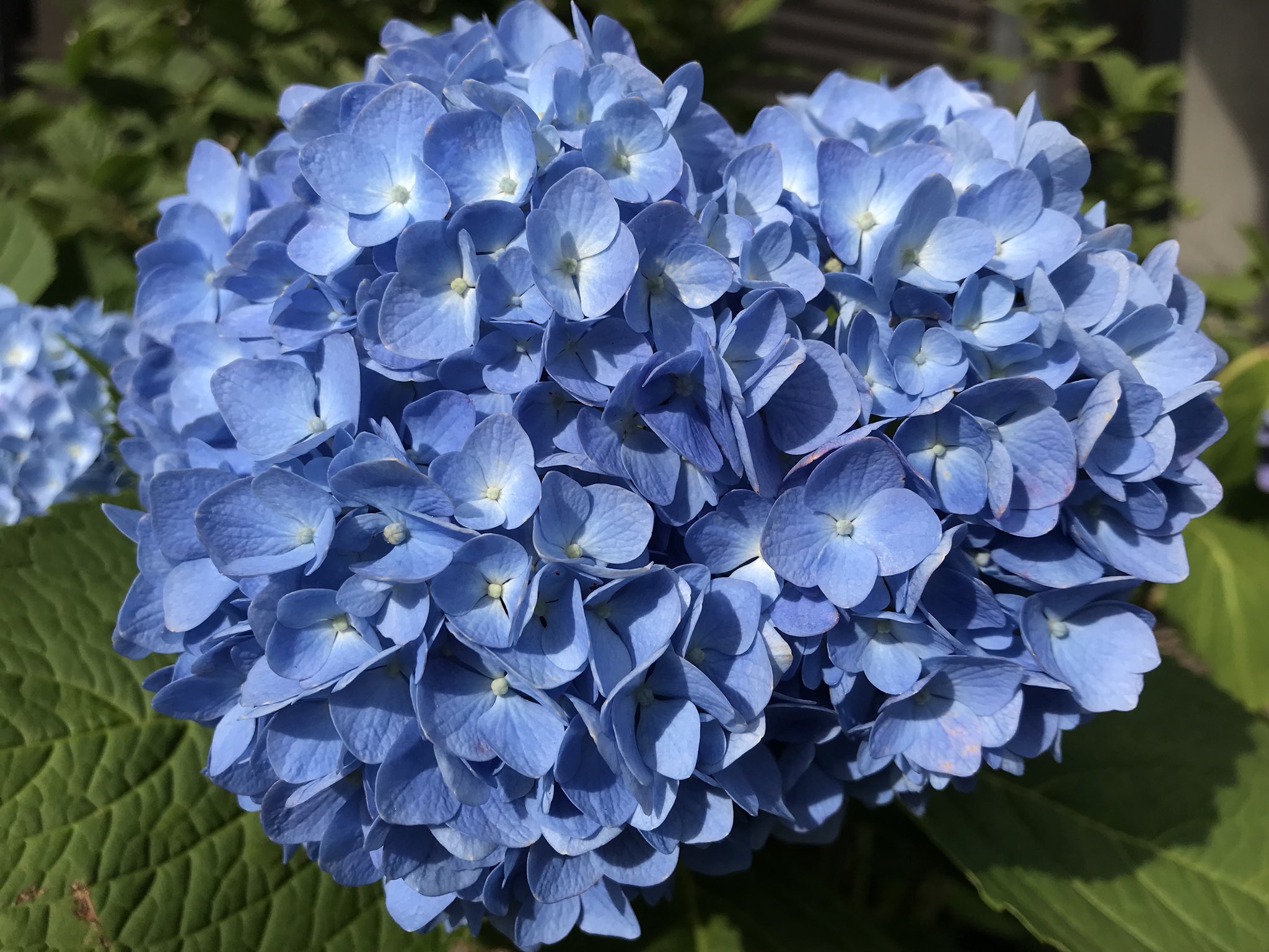 神谷明 ハートの形 をした紫陽花を蒲田で見つけました T Co Ayubdf8d01 Twitter