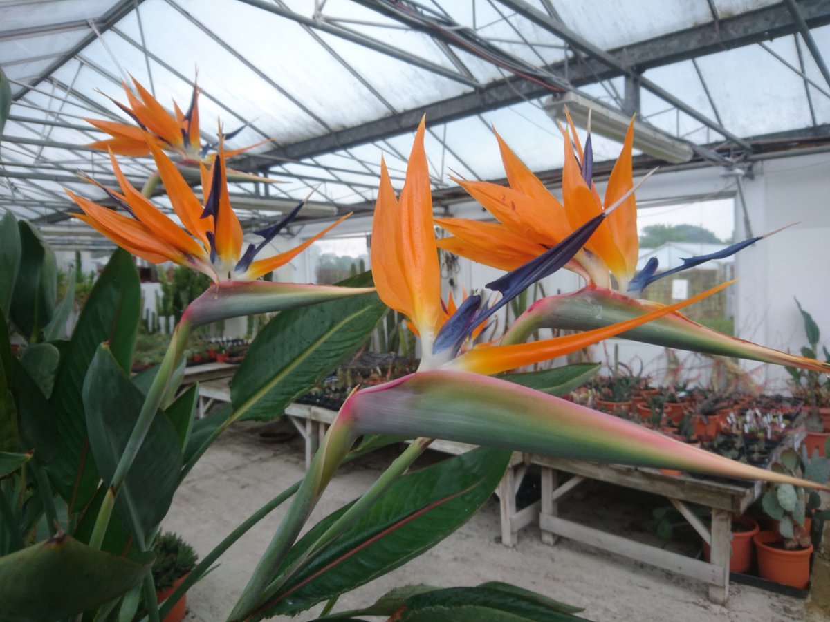 Tropical scenes in the nursery at the moment.. #strelitzia #UK #nursery #birdofparadise