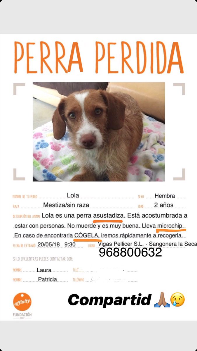 LauraHdezp's tweet photo. POR FAVOR AYUDA!! Necesitamos encontrarla. Desapareció el domingo 20/5 en MURCIA. #murcia #PerroPerdido #perro #sos #ayuda @MurciaPolicia @policia @guardiacivil https://t.co/q3x0A4uWHC