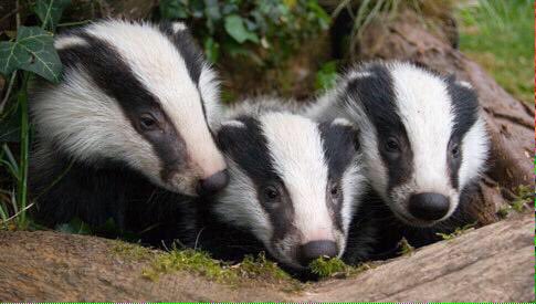 dorsethuntsabs's tweet photo. Yesterday the government announced the continuation of the cruel and pointless slaughter of badgers. We need your help to protect vulnerable setts and identify abusers.
Please donate and Rt
https://t.co/Q42N7fxrfL https://t.co/nm1yNLEVRi