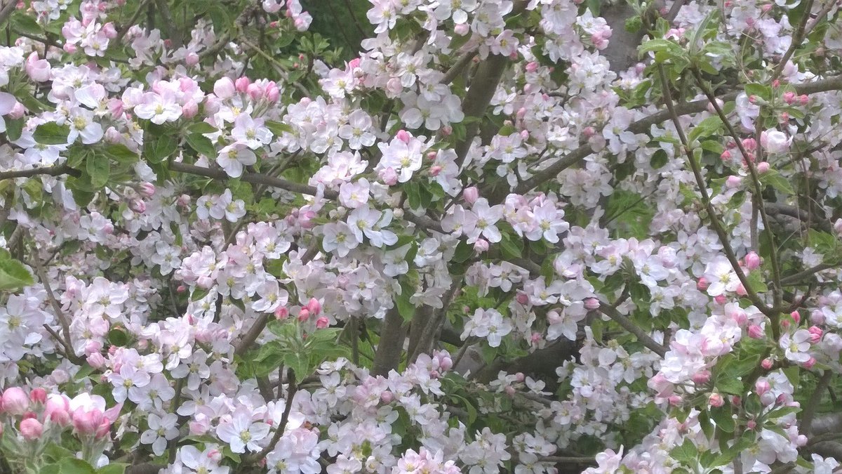 Let's hear it for #spring - #season of the year tinyurl.com/y8tmlj2u