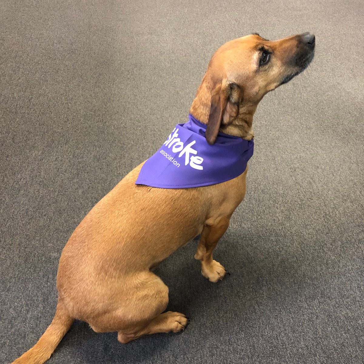 foundryhealth's tweet photo. It's our Foundry Purple Day today! We're raising money for @TheStrokeAssoc through #MakeMayPurple, and everyone in the office is getting involved! #FoundryFolk4Stroke #ootd https://t.co/dMkCQhxOVC
