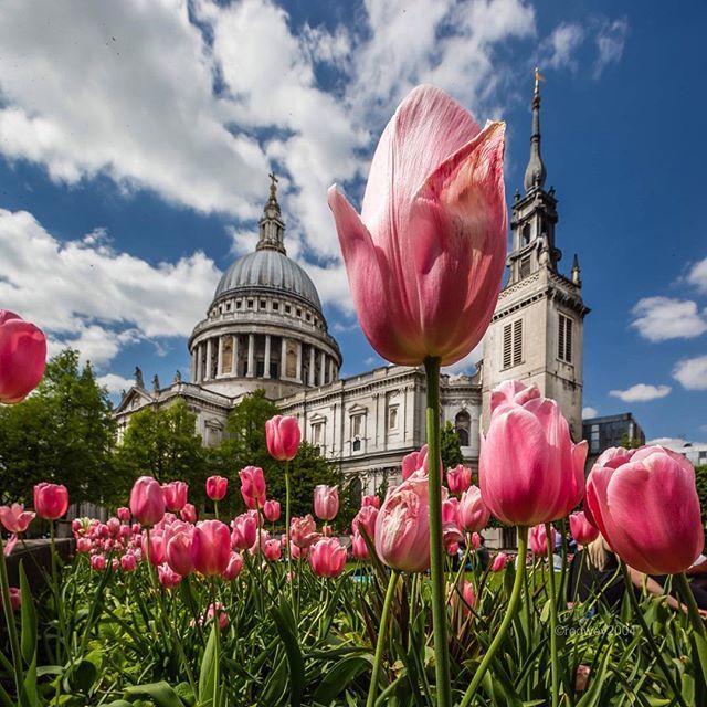rodwey2004's tweet photo. Happy Fri-yay 💃.
.
.
Do visit my website  https://t.co/R3uL0T1M7X for PRINTS
.
.
#sunshine #flowers #weather #stpaulscathedral #cityscape #landmark #landscape #london #tulips #borrowfox #cloudstagram #pictureoftheday #secretlondon #bestlondonphotos #ca… https://t.co/pXZsdHzpXC https://t.co/VrsdA3aZH5