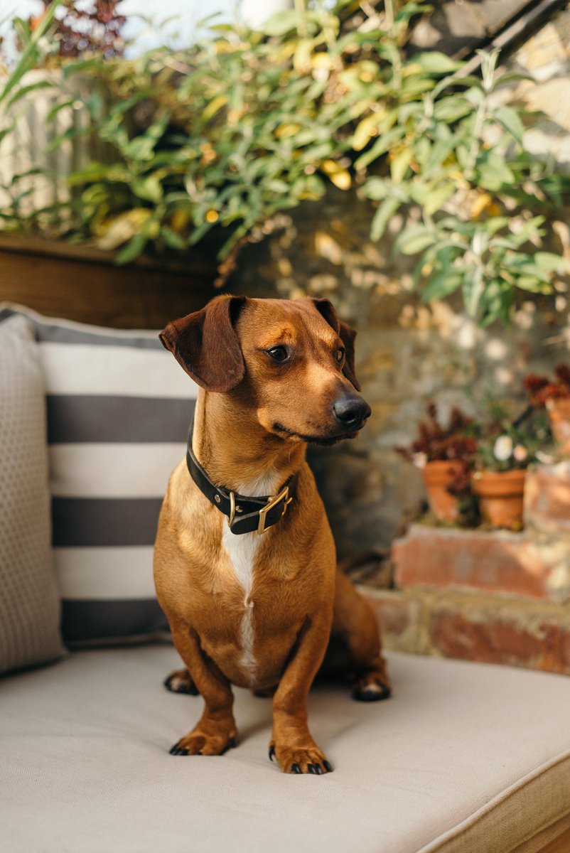 dachshund and jack russell cross