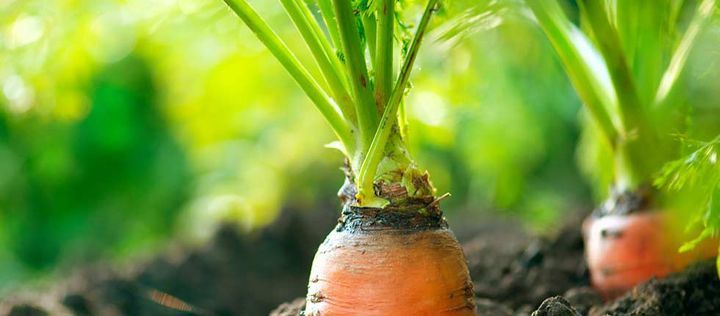 bzfe_de's tweet photo. Lebensmittel aus ökologischer Erzeugung: Die ökologische Landwirtschaft setzt auf den Gleichklang von Boden, Tieren und Pflanzen. Das @bzfe_de liefert Hintergründe und Einkaufstipps für Bio-Lebensmittel. #Lebensmittel #bio #Nachhaltigkeit https://t.co/h8xIo3Kcdh https://t.co/aqLZAC7qWI