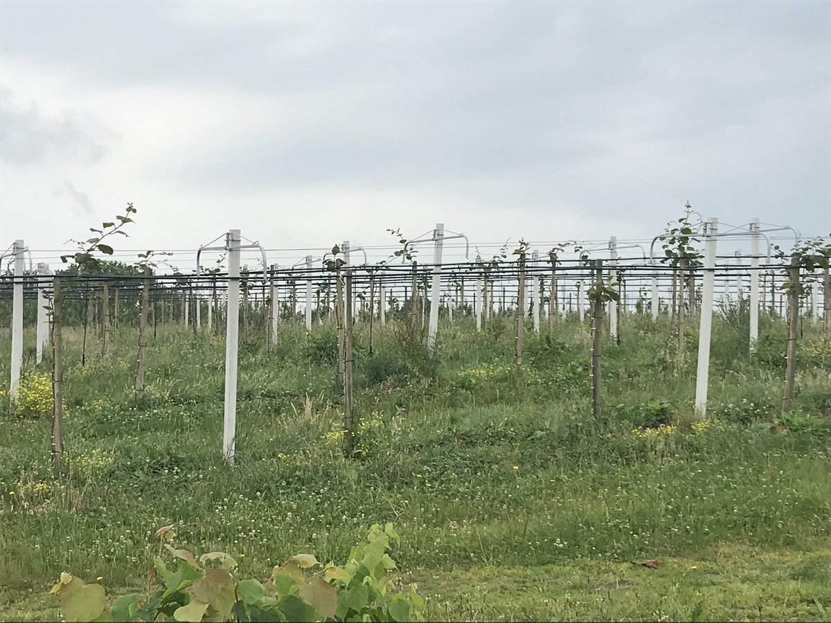 Visite des <a href="/CoteauxNantais/">Côteaux Nantais</a>, membre de <a href="/produitenbzh/">Produit en Bretagne</a> à #remouillé, par la Commission #marketing