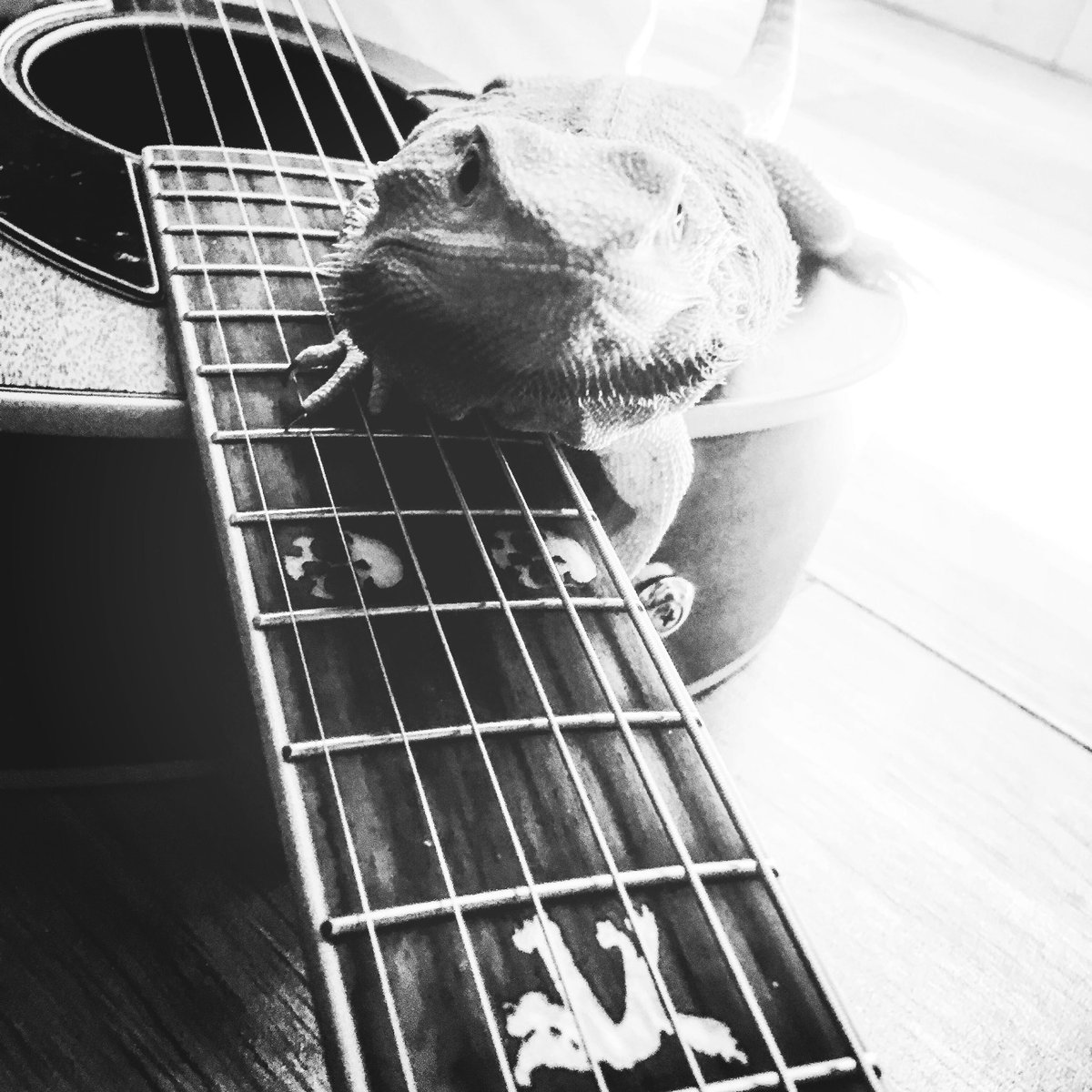 PunkRock_jon's tweet photo. Guess who’s playing my hellcat?
_______

#FenderHellcat 
#BeardedDragon https://t.co/moiImDTDMy