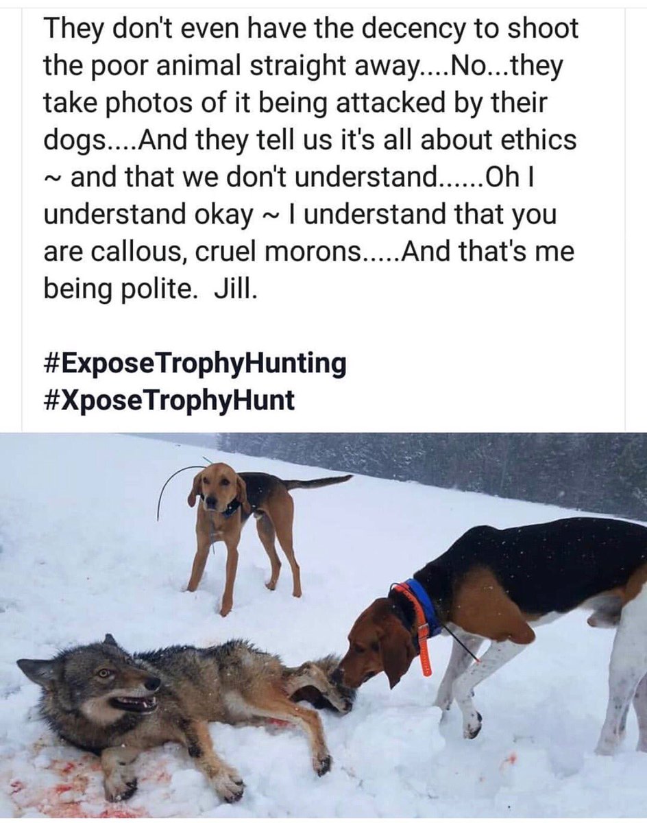 AndjelkaPe's tweet image. 😡Ils n’ont même pas la décence
d’achever ce pauvre loup, mais prennent des photos de leurs chiens qui vont le dévorer👎🏻😡
Honte à tous les ignobles chasseurs👹
#ExposeTrophyHunting 💩💩💩💩