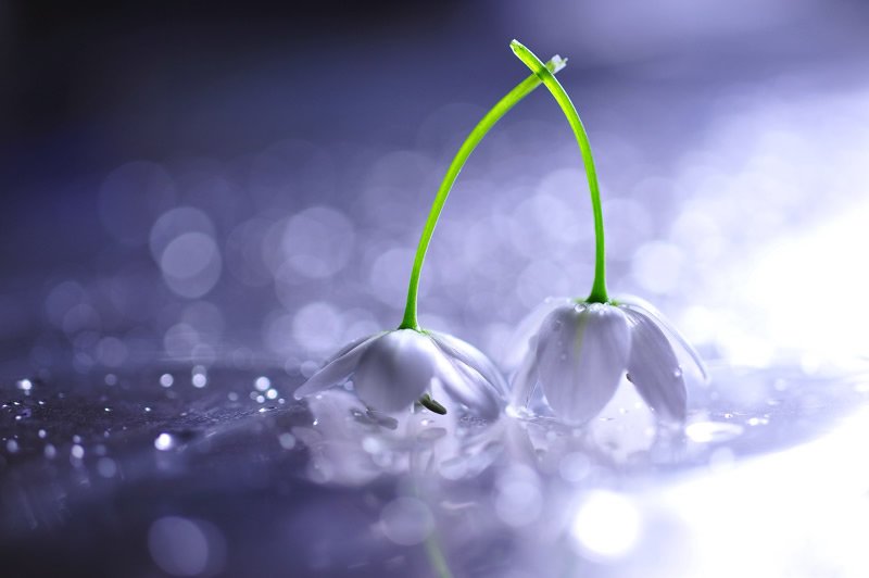 希望の花言葉 スノードロップ エデンの園を追われて悲しむアダムとイヴを慰めるために 天使が降っていた雪をスノードロップの花に変えたというエピソードが存在します 死を象徴とする花とする地方もあり 悲しい花言葉が多いですが 前向きな花言葉も