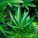cbdorigin's tweet photo. 5 Ways CBD is Changing How the World Views Cannabis- Read the Full article at: https://t.co/8srgY5vKls #CBD #CBDOrigin #CBDLife @CBDorigin https://t.co/Z0YpiLXaDE