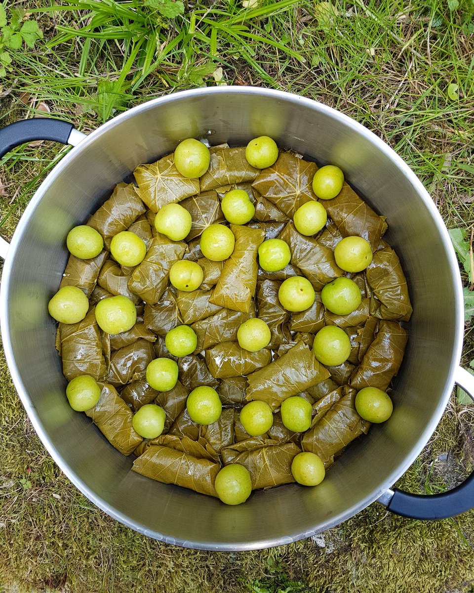 Lara_Ta_Touille's tweet photo. Ah enfin toutes les feuilles roulées, petites prunes installées, on passe à la cuisson💪
#feuillesdevignes #feuillesdevignesfarcies #dolma #dolmas #dolmeh #farcie #food
#foodphotography #cooking #vegetable #vegetablefood #oriantalfood #greekfood
#huiledolive #beurre #legumes https://t.co/mnoglSjiwv