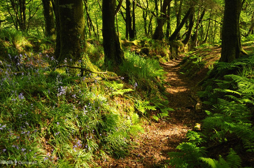 iWalk Cornwall 〓〓 tweet media