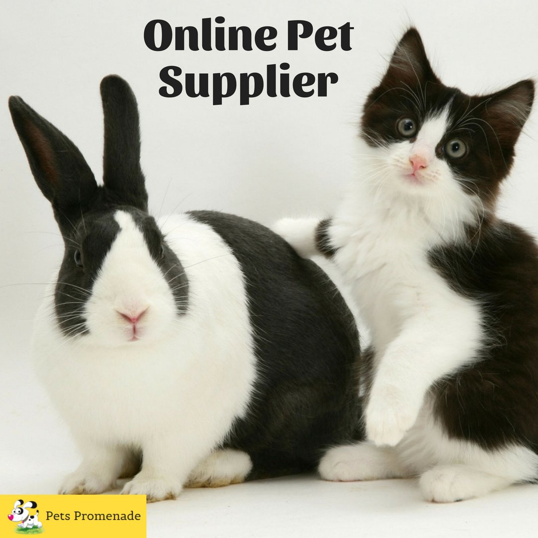 pets_promenade's tweet photo. Welcome to petspromenade where we know what it means to own a pet. 

Finding a pet store that gives you everything your pet needs, all in one place?

Visit us>>https://t.co/3l6gfMyNIh 

#OnlinePetShop #OnlinePetStore#PetsCare #Fridayfeeling #PetLovers https://t.co/q8Mr8wwlwk