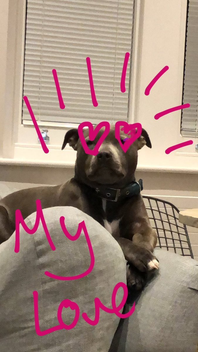 สาวน้อยของพี่ทอมและบ้านฮอลแลนด์ 💖🐶