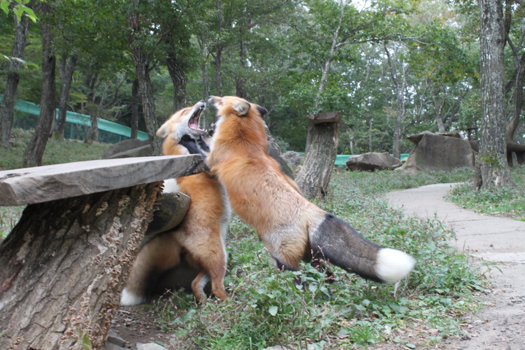 キツネ画像bot (@fox_mods) on Twitter photo 